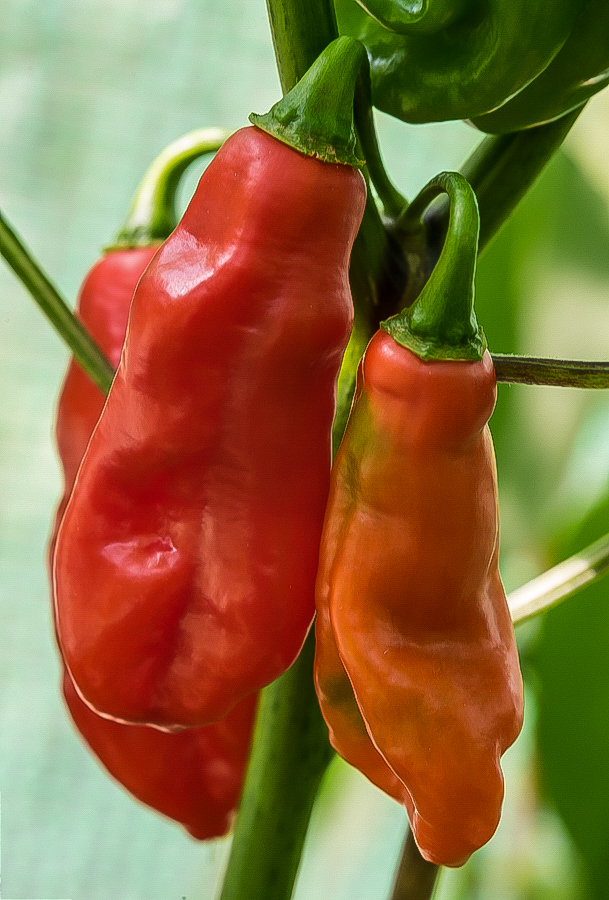 Habanero Mora 2 (1 von 1).jpg