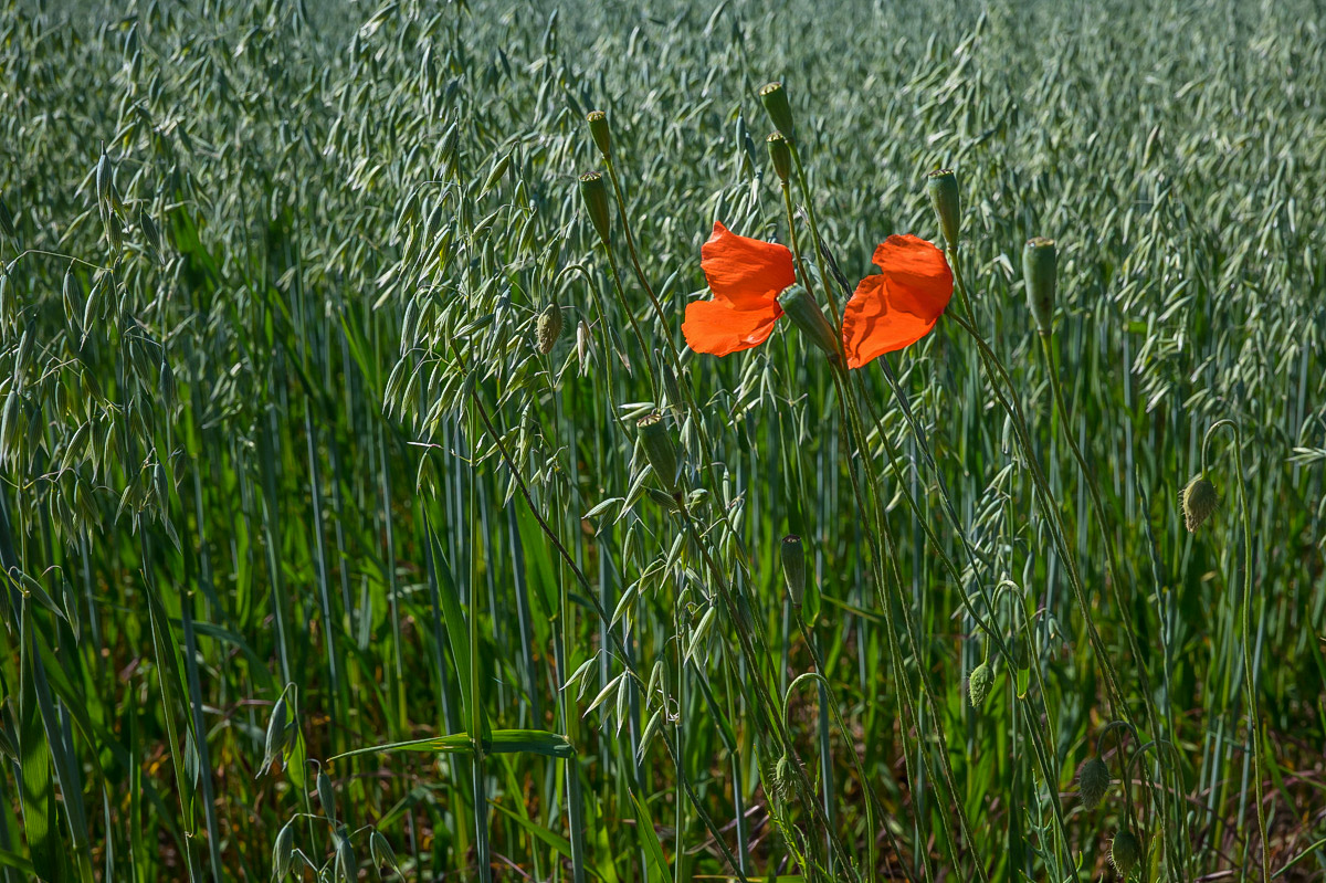 Hafermohn (1 von 1).jpg