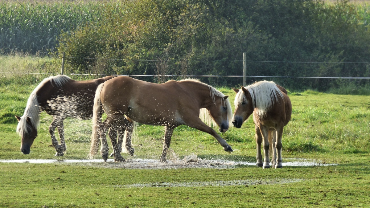 Haflinger auf der Weide nach dem Regen 2.jpg