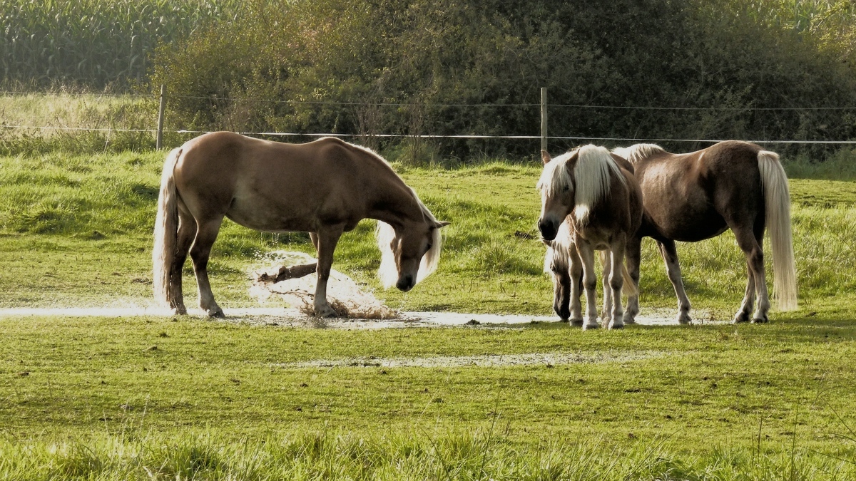 Haflinger auf der Weide nach dem Regen 3.jpg