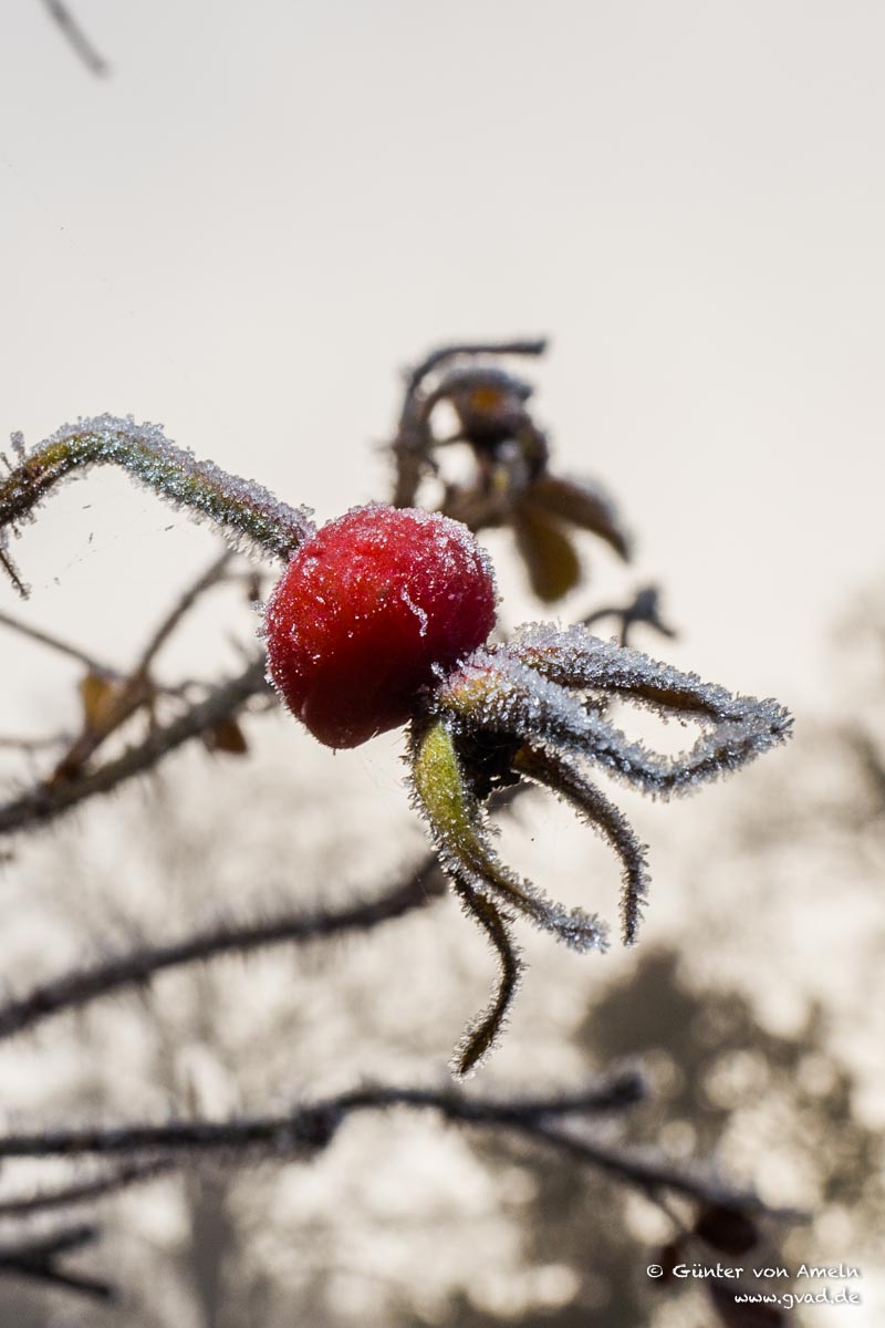 Hagebutte im Frost