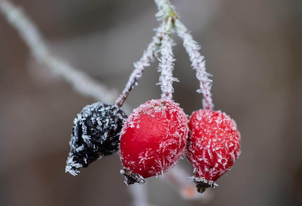 Hagebutten mit Eiszucker - 2.jpg