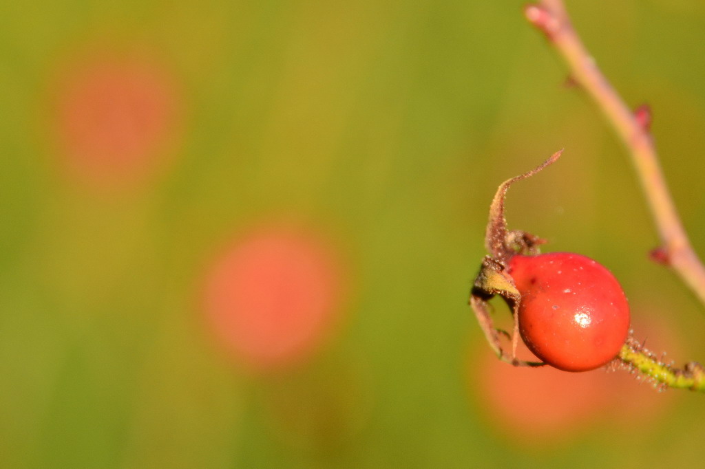 Hagebuttenrot