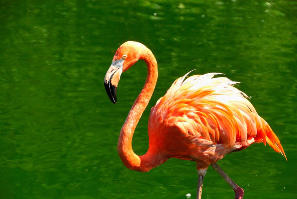 Hagenbeck