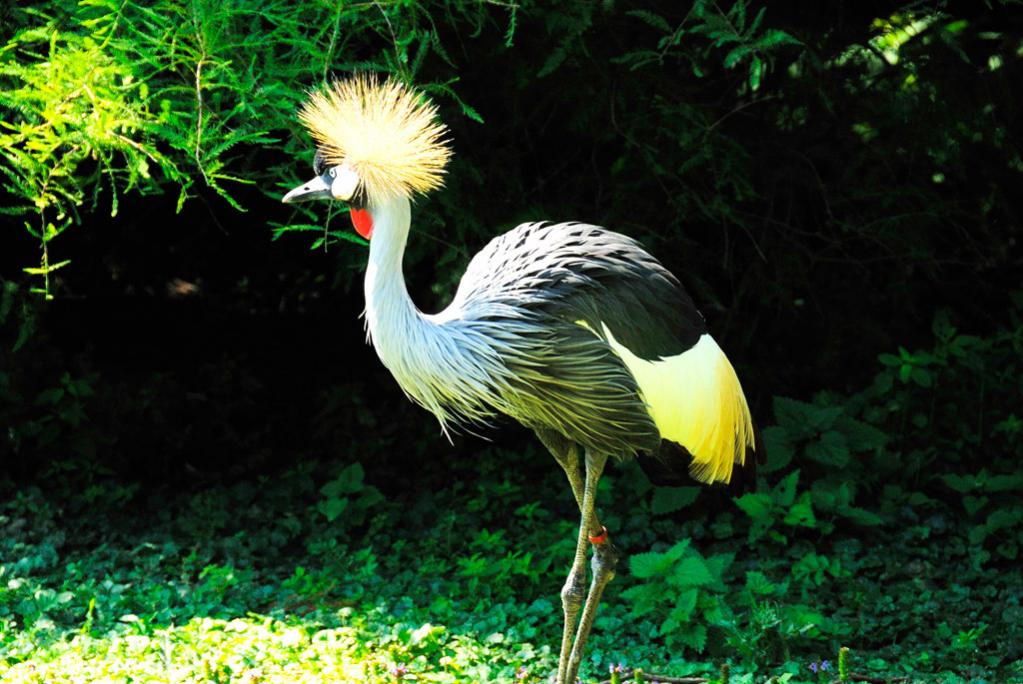 Hagenbeck1