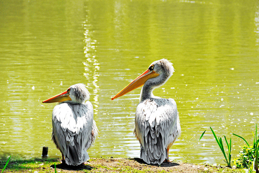 Hagenbeck4