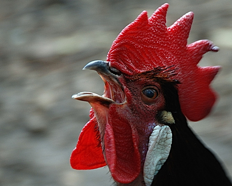 hahn kopie