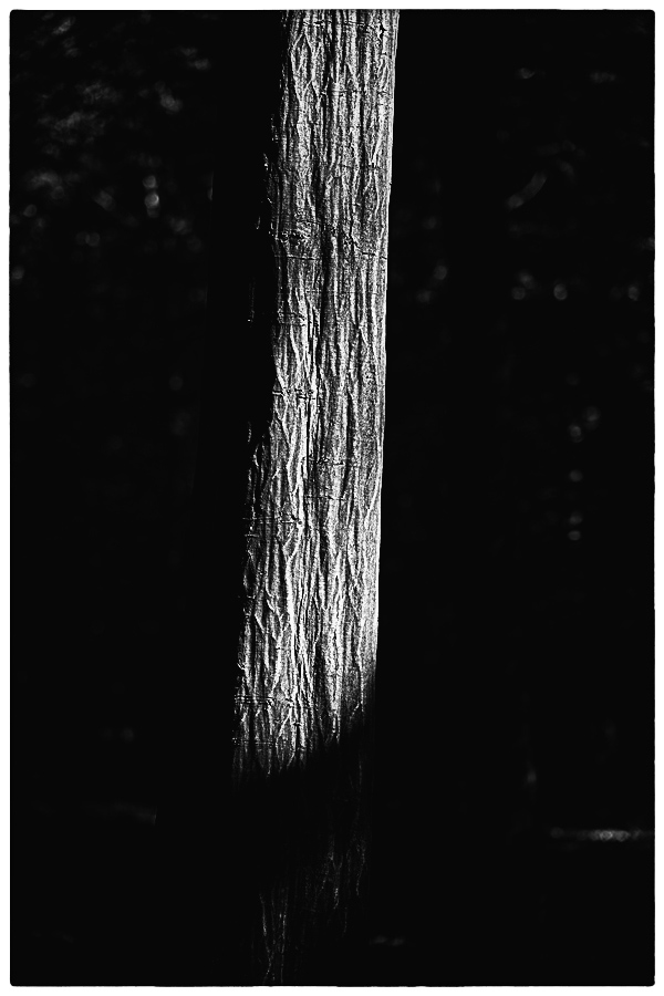 Hainbuche_BW.jpg