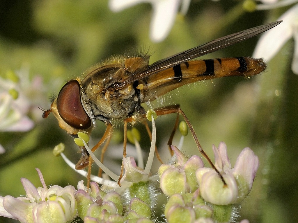 hainschwebfliege6