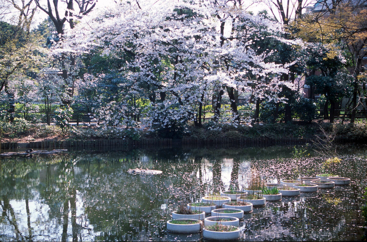 Hakone, See mit Pflanzgefäßen.jpg