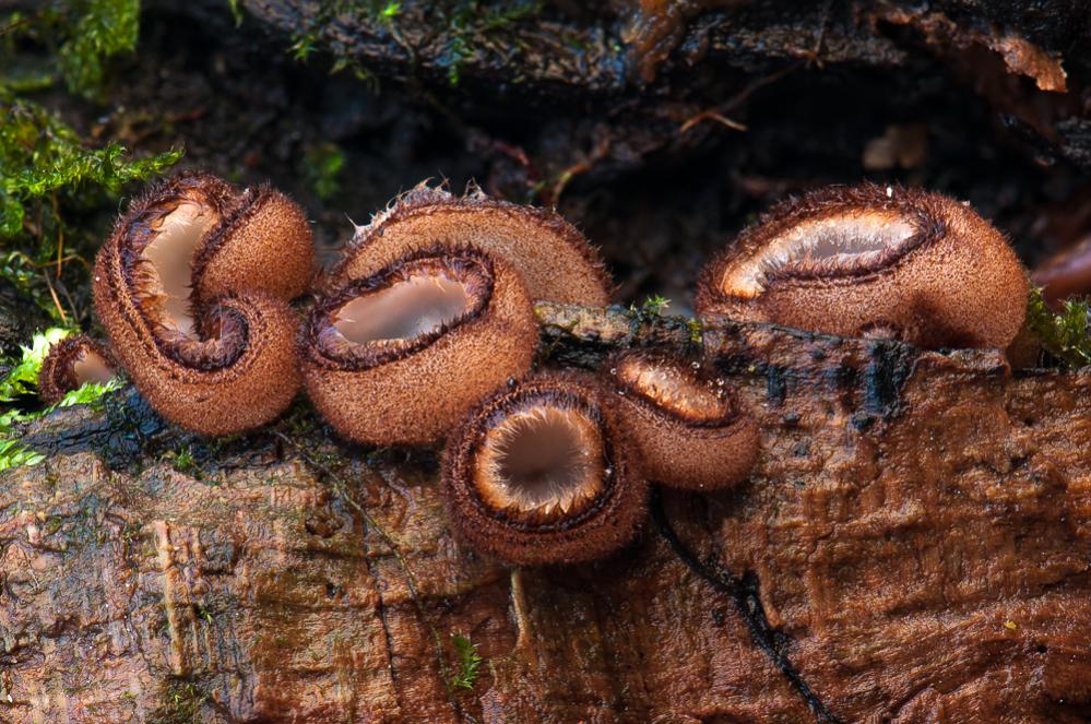 Halbkugeligen Borstenbecherlinge im dunklen Wald während der Abenddämmerung bei Wind - ein Stack aus 22 Bildern