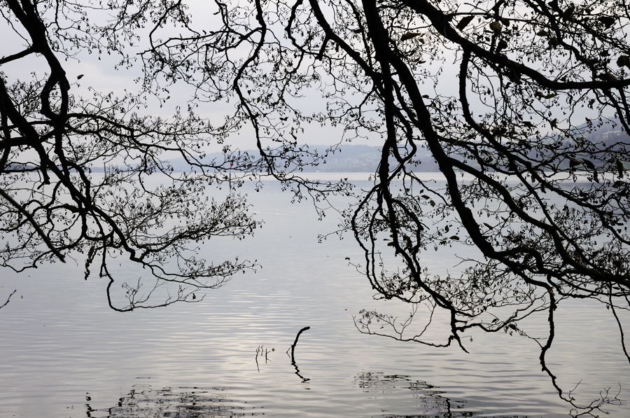 Hallwilersee