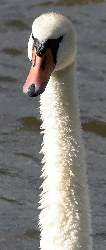 hals_219.JPG