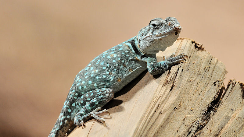 Halsbandleguan
Reptilium Landau
(8152)