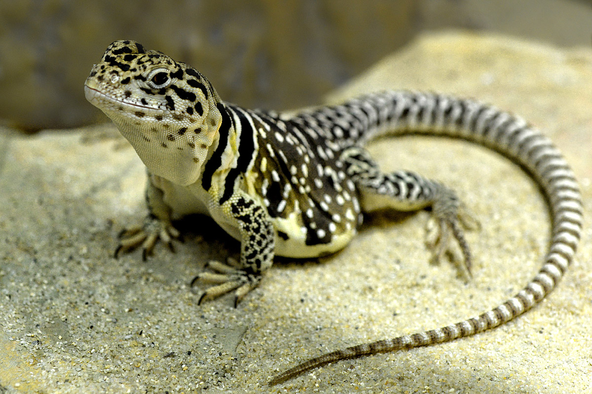 Halsbandleguan