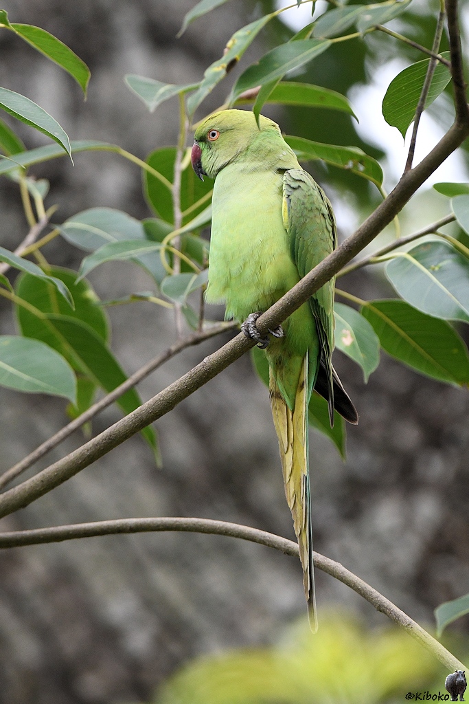 Halsbandsittich (rose-ringed parakeet)

s559 Kaudulla Rose ringedParakeet 4393 h