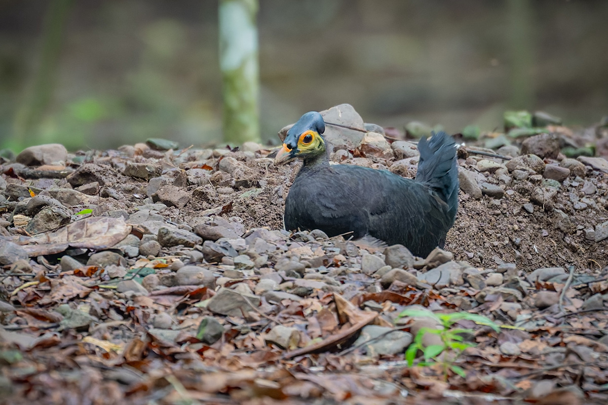 Hammerhuhn.jpg