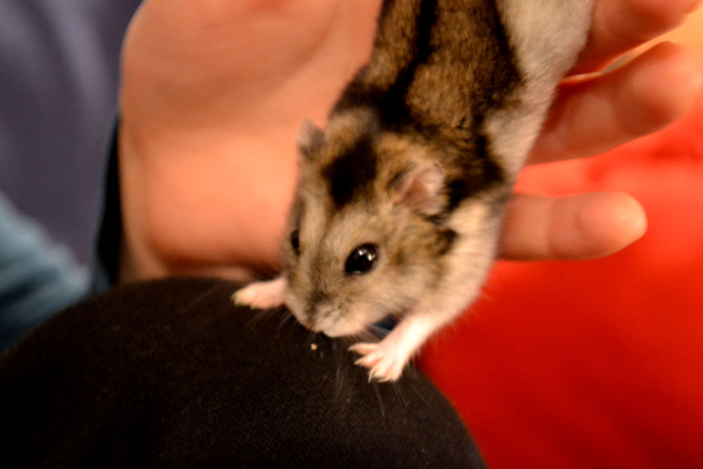 Hamster