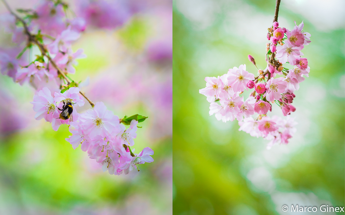 Hanami in Königsbach-Stein