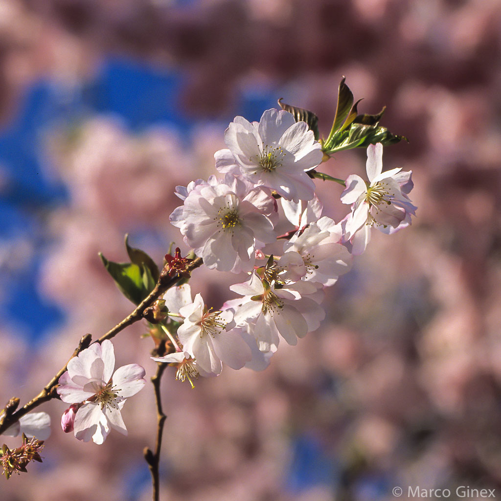 Hanami