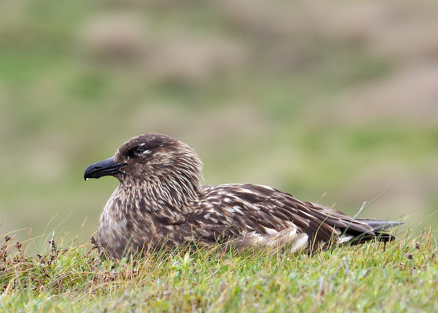 handa bonxie2