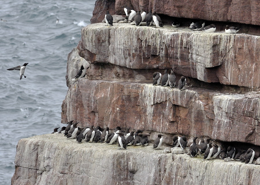 handa guillemot