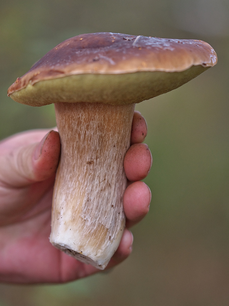 Handfest (Steinpilz nicht mehr im natürlichen Habitat)