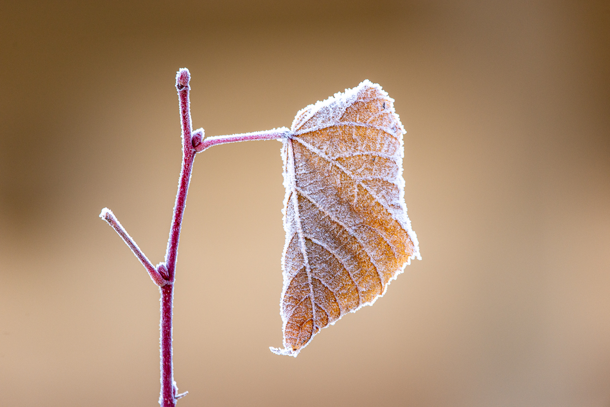 HAR_0261-2.jpg