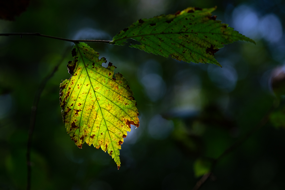 HAR_6702-2.jpg