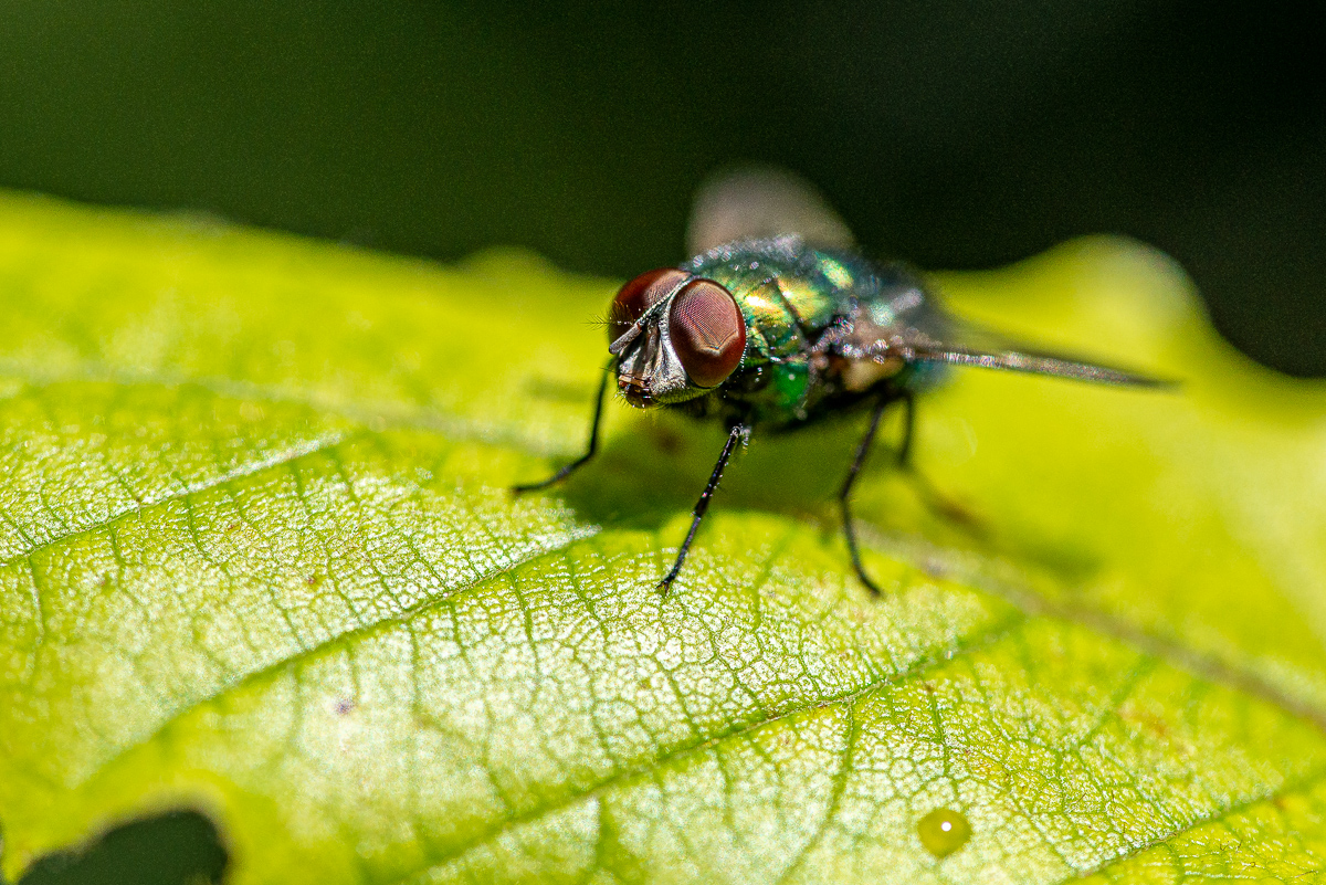 HAR_6833-2.jpg