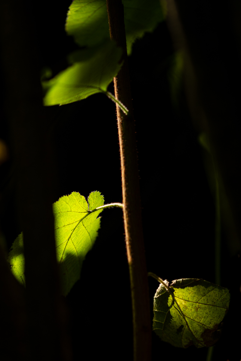 HAR_7002-2.jpg