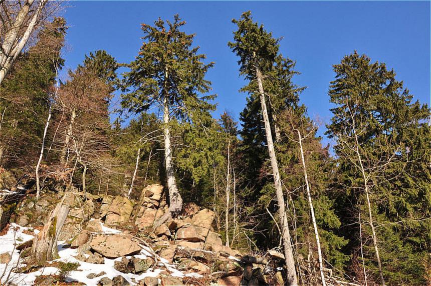 Harz