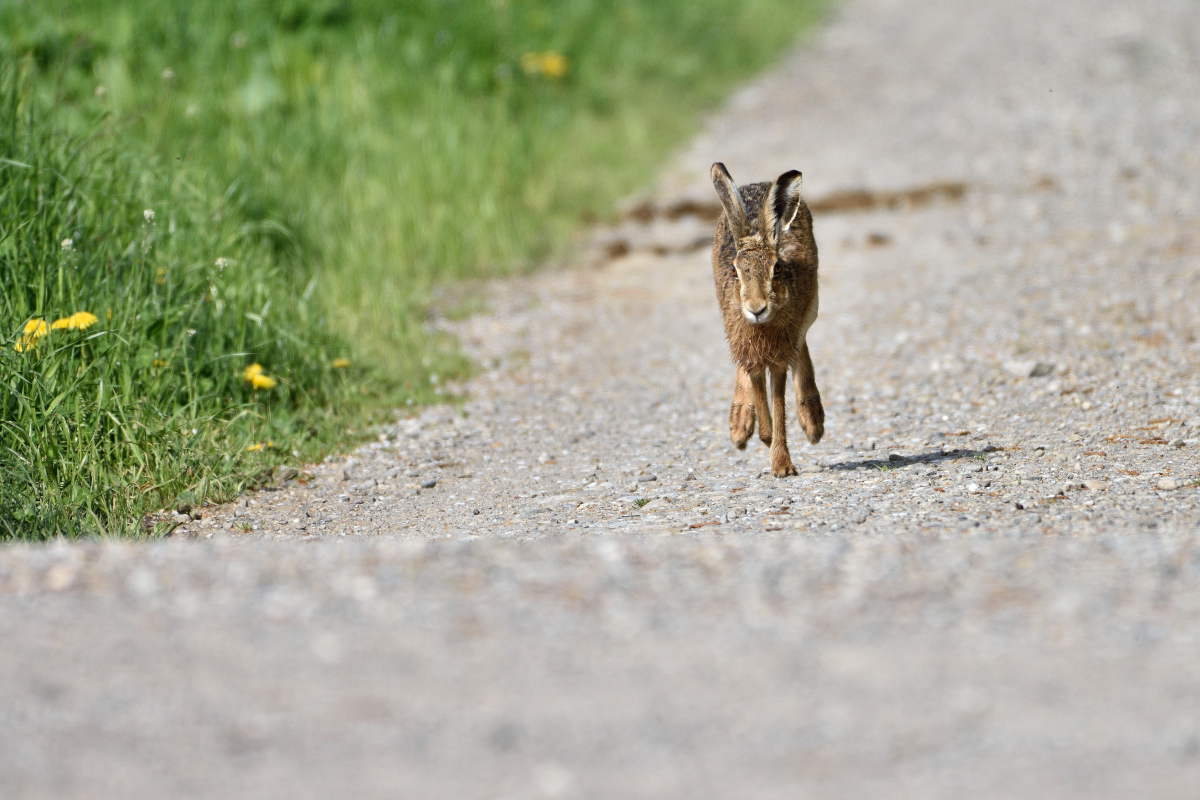 Hase 042016 2