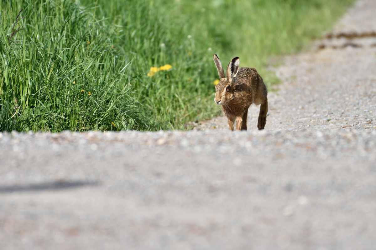 Hase 042016 3