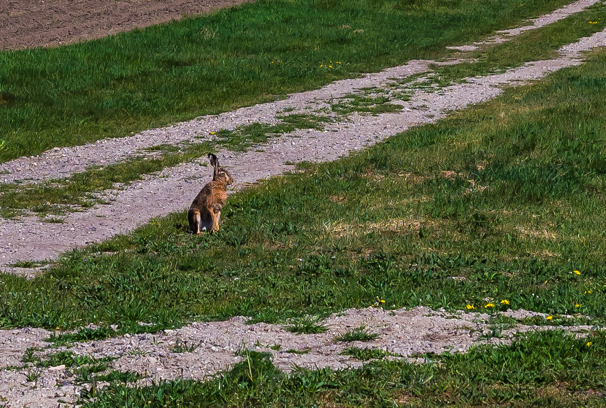 Hase 1 (1 von 1).jpg