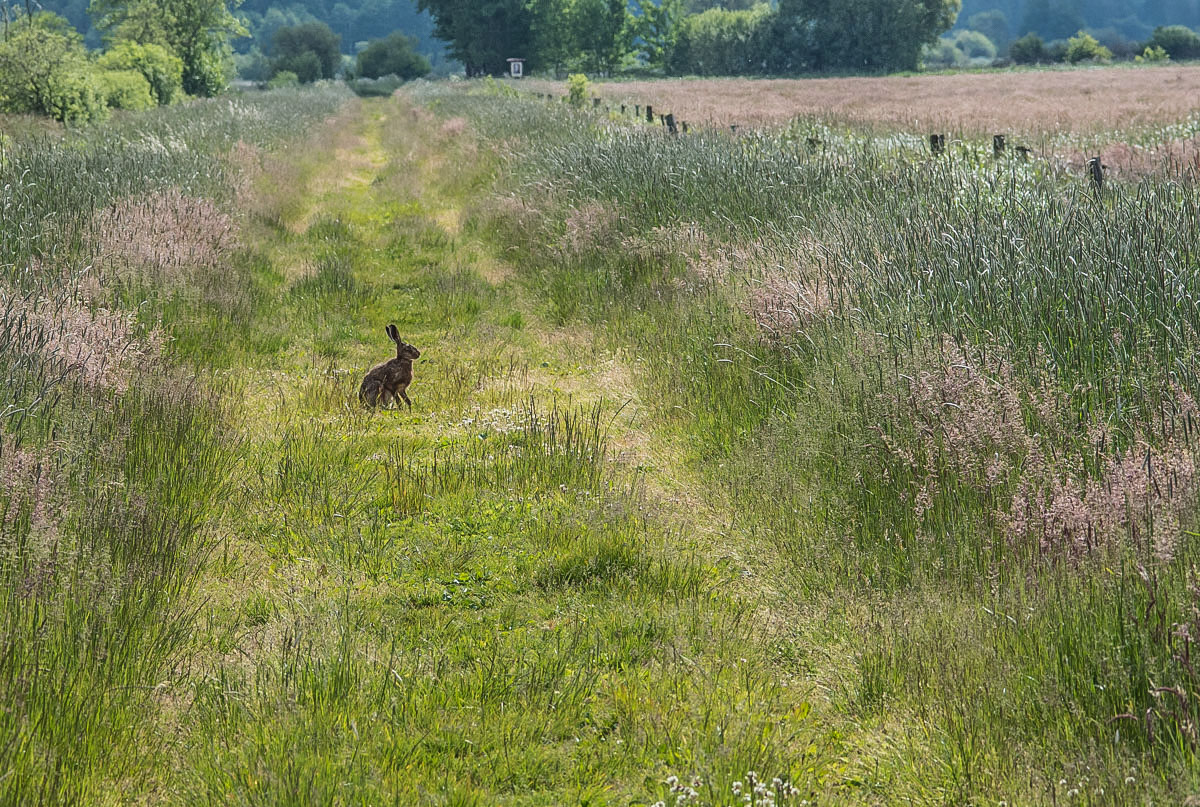 Hase 2 (1 von 1).jpg