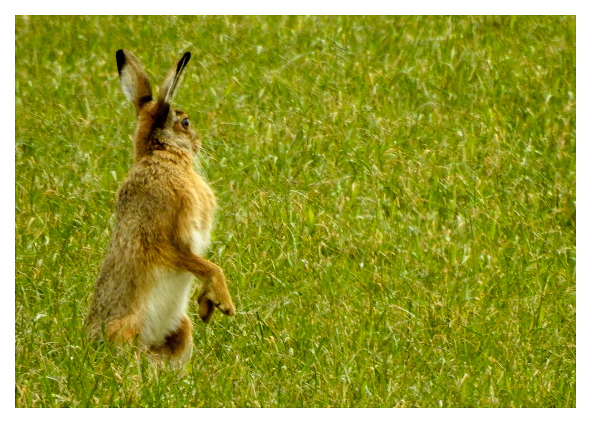 Hase 2