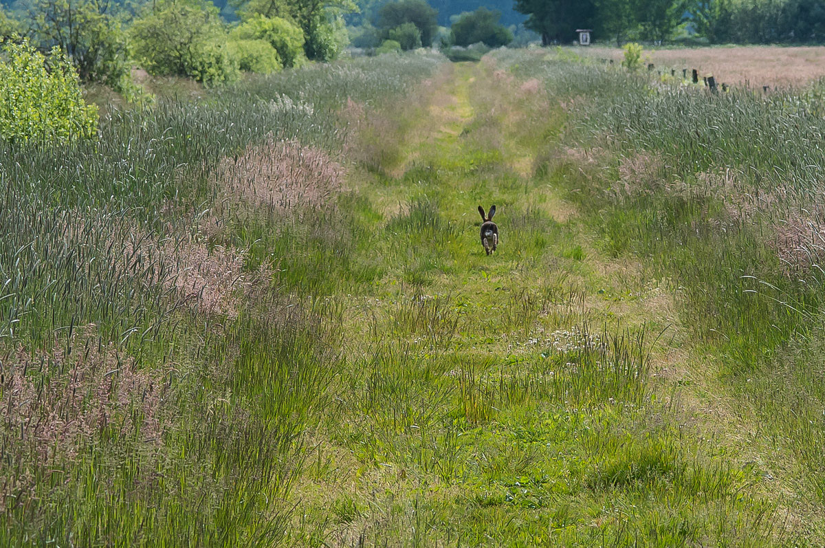 Hase 3 (1 von 1).jpg