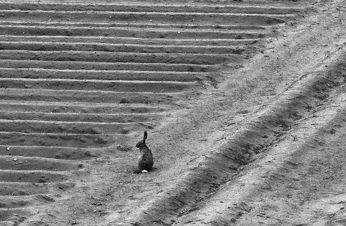 Hase 5 BW.jpg