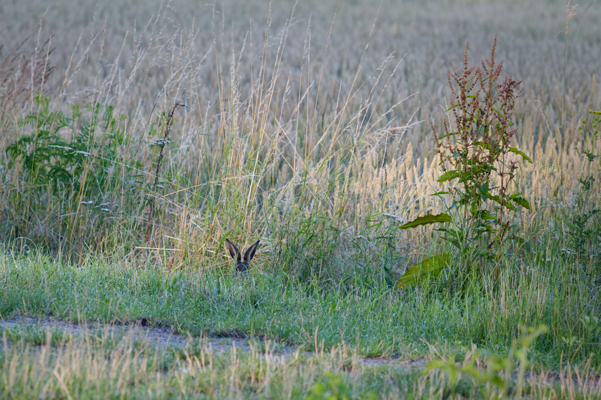Hase A.jpg