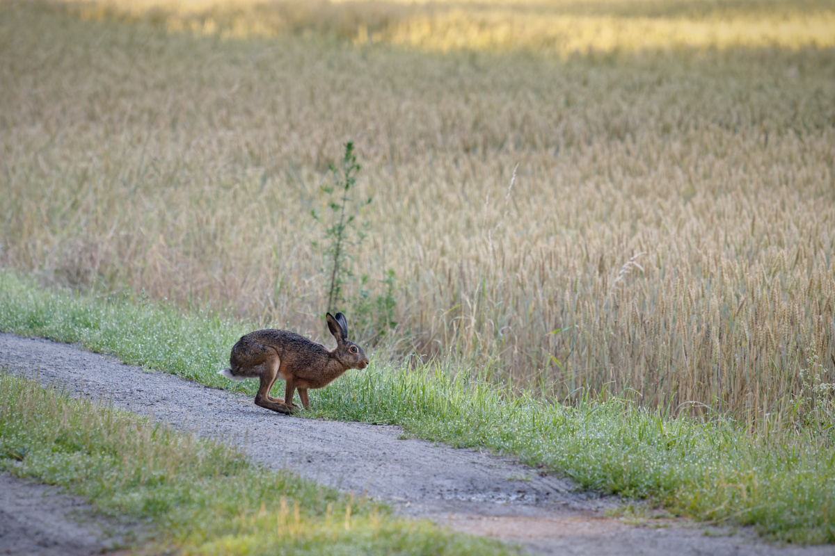 Hase C.jpg