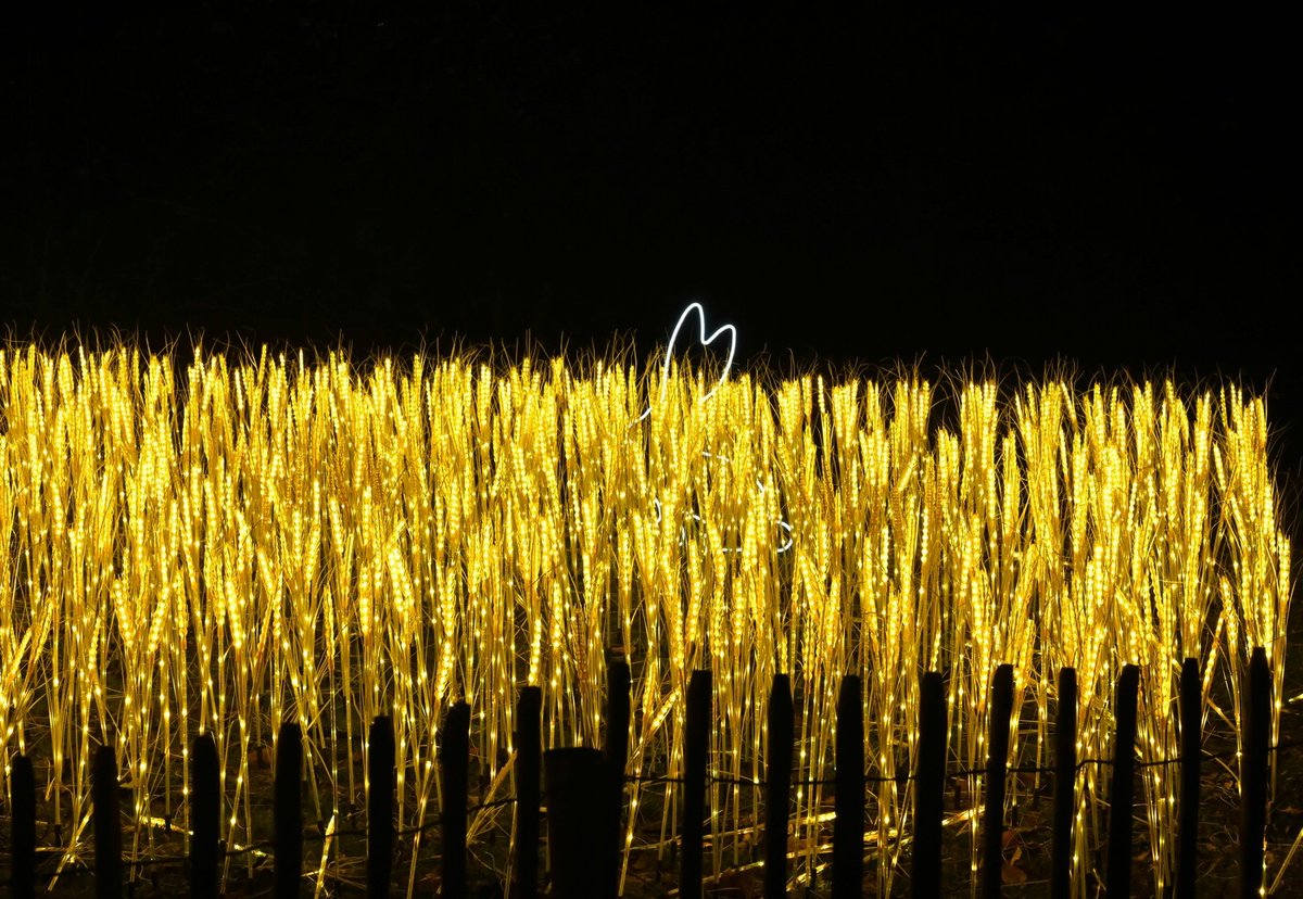 Hase im Kornfeld komprimiert.jpg