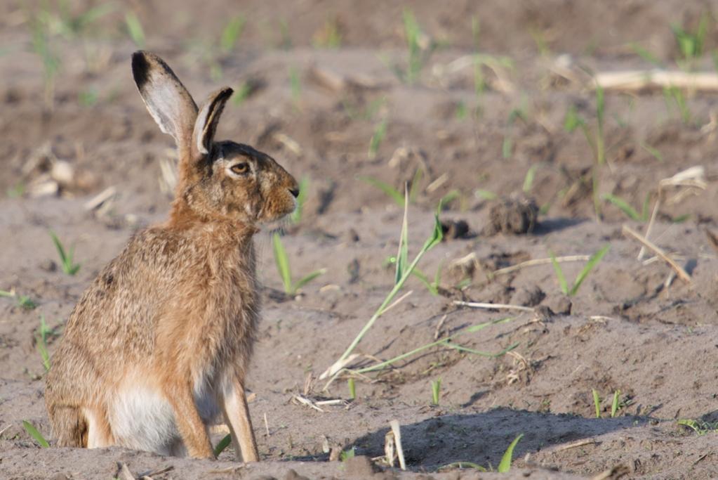 Hase