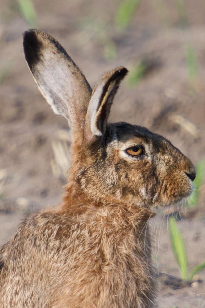 Hase