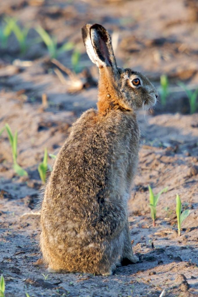 Hase