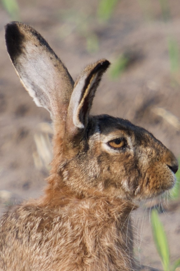 Hase