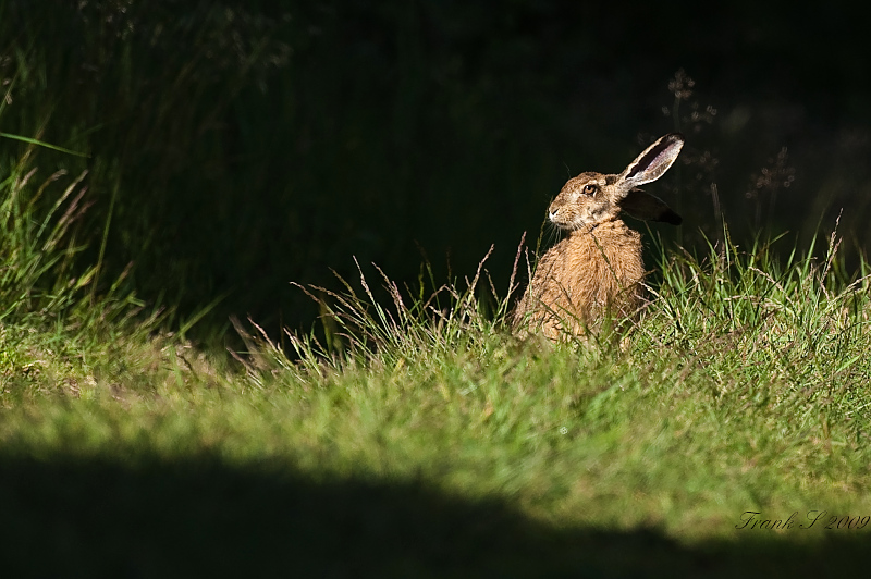 Hase