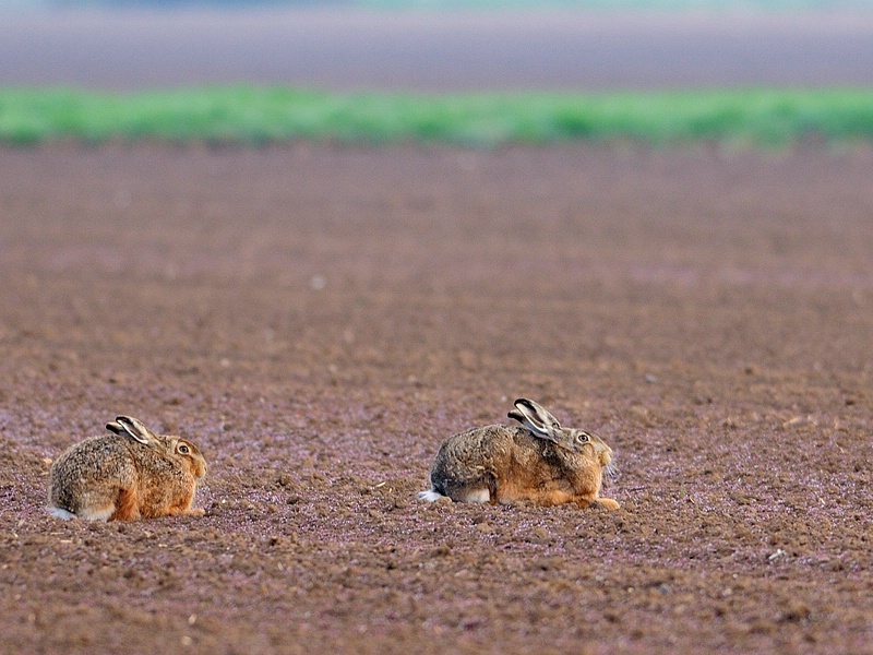 hase10