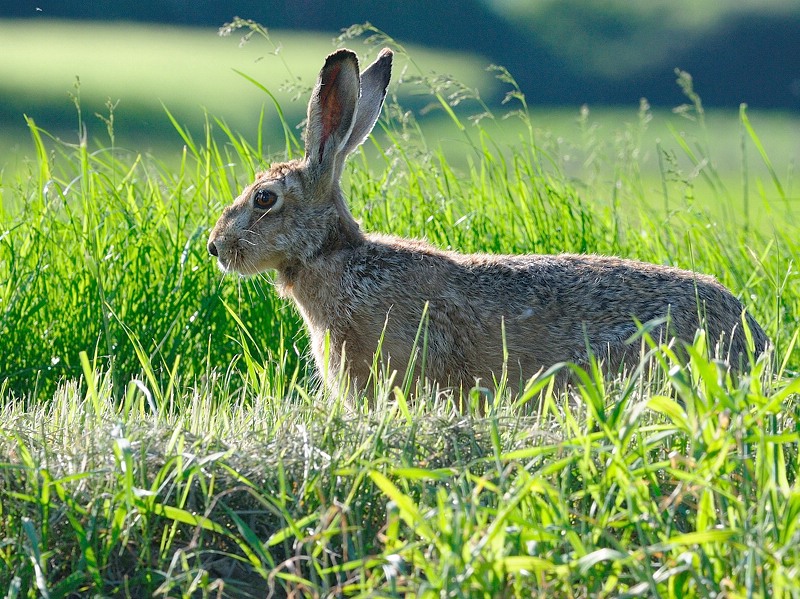 hase15
