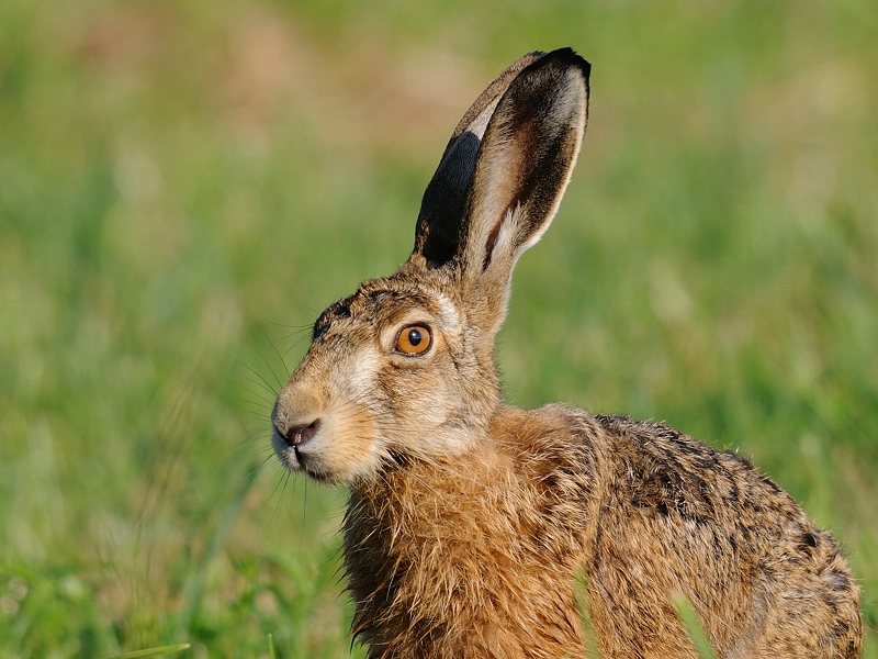 hase19